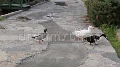 夏天一群鸭子在公园里散步。 鸭子在夏天公园吃青草。 鸭子跳进水里
